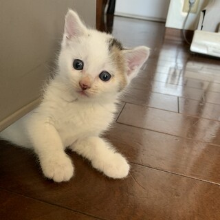 生後1～２ヶ月  豆大福みたいな可愛い女の子♡