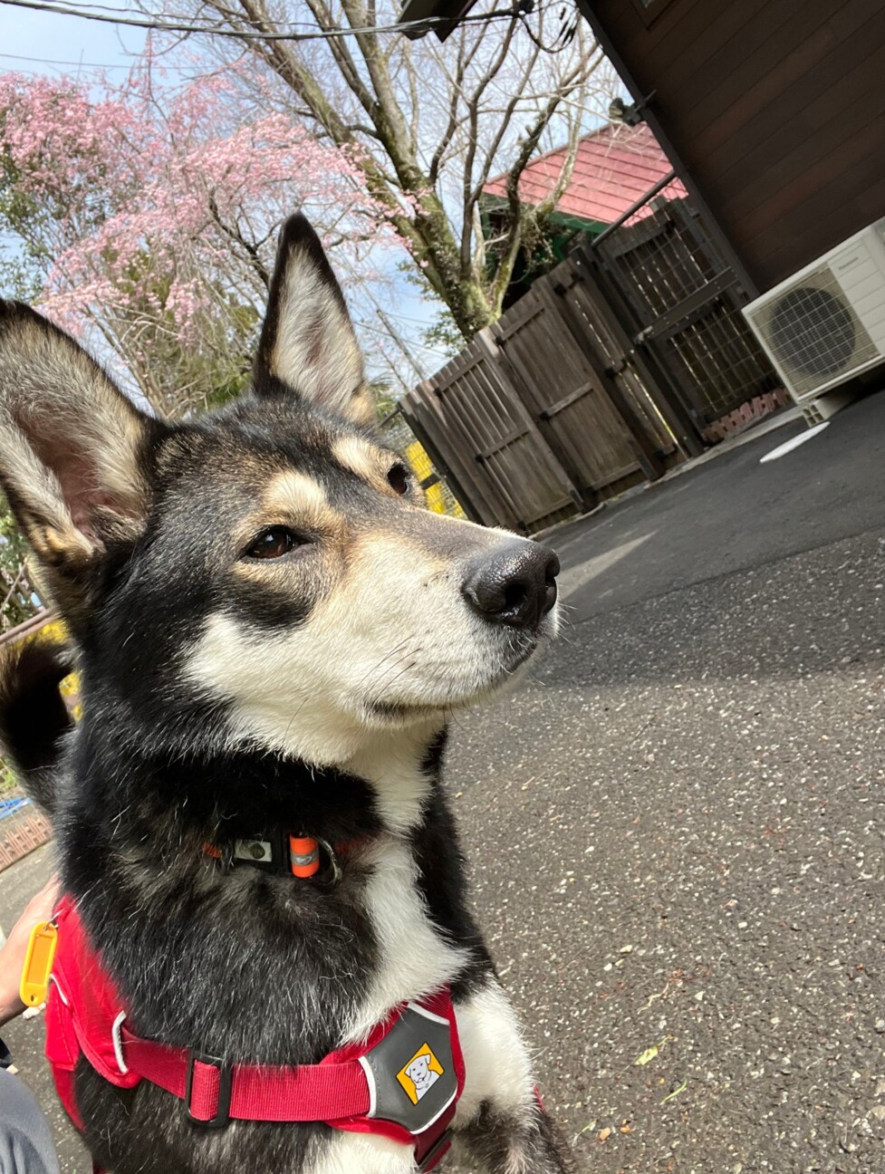 まろ眉が可愛い メンコ ちゃん 東京都 犬の里親募集 ペットのおうち 月間利用者150万人