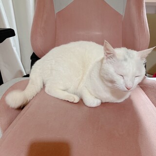 【急募】助けてください