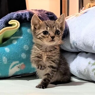 生後1カ月、排泄の躾はOK!