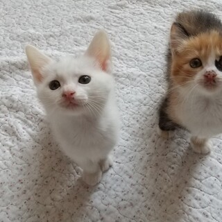 ミルクから育てた、姉妹猫(２ヶ月)