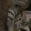 やんちゃで甘えん坊な子猫です！