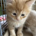 半長毛の茶トラ　シャイン君❗️