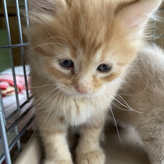 半長毛の茶トラ　シャイン君❗️