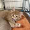 半長毛の茶トラ　シャイン君❗️ サムネイル2