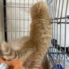 半長毛の茶トラ　シャイン君❗️ サムネイル6