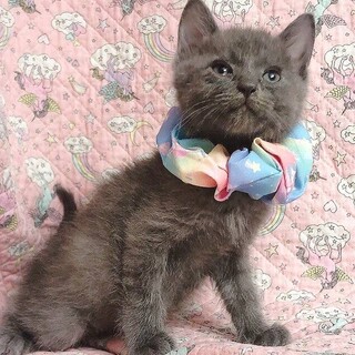 【6/5東日本橋】グレーの男の子♡コーラくん