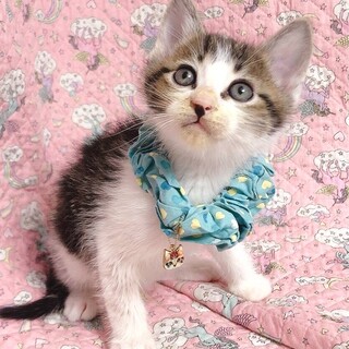 めっちゃ元気で甘えん坊さんです♡ファンタくん