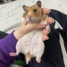モルペコさん