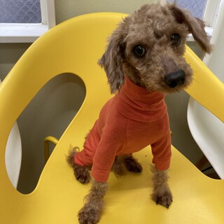 活発で明るいイケメントイプードル☆エバくん