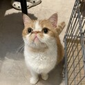 おっとり愛嬌たっぷりエキゾチック（わいくん）