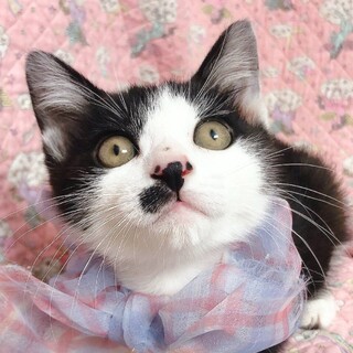 吾輩は猫である♡ソーセキくん