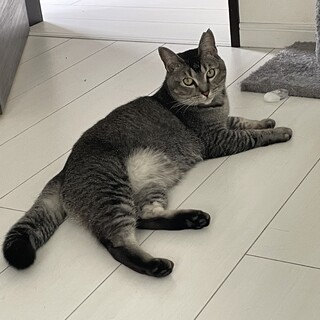 子猫想いの美人なママ♡暑い中出産子育て頑張りました