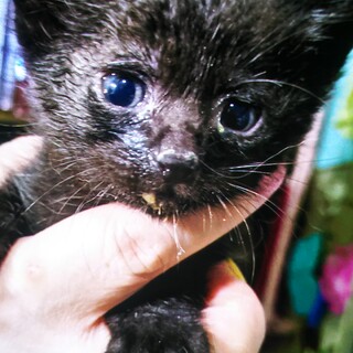 家族として可愛がって頂ける方へ