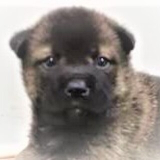 153◆可愛い子犬◆家族に迎えませんか？