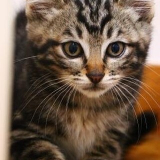 【春日部市多頭飼育崩壊保護】アメショ模様のムサシ