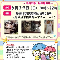 保護猫の譲渡会atいきいき