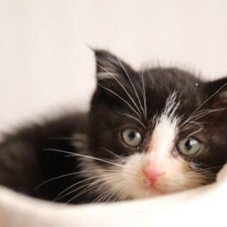 にゃん太郎♡里親さん決定しました