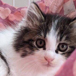 【会社敷地内で繁殖】ふわふわ長毛　そら