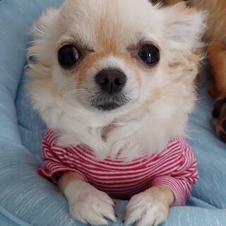 お散歩大好き、ぐんぐん成長中チワワのリタちゃん