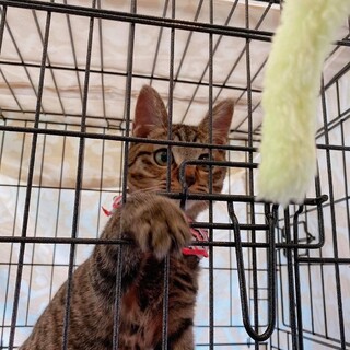 淡路っ子♬ハナオ君♪里親絶賛募集中！