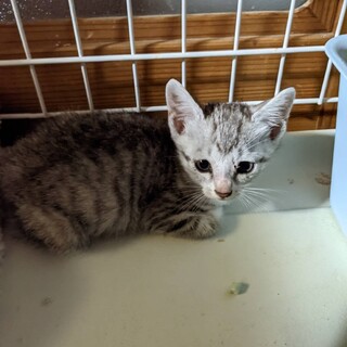 可愛い保護猫ちゃん