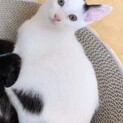 淡路っこ♪カツラ君♪里親絶賛募集中！