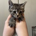 キジトラのメス、人慣れ完璧のおてんば娘です！