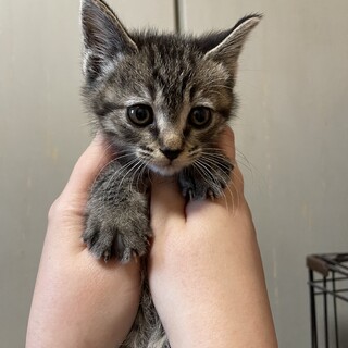 キジトラのメス、人慣れ完璧のおてんば娘です！