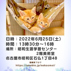 保護猫譲渡会