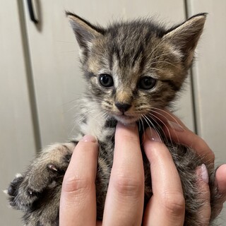 キジトラメス！おっとりさん