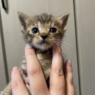 キジトラメスのちびちゃん