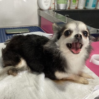 【募集一旦停止】甘えん坊チワワ 夏帆ちゃん