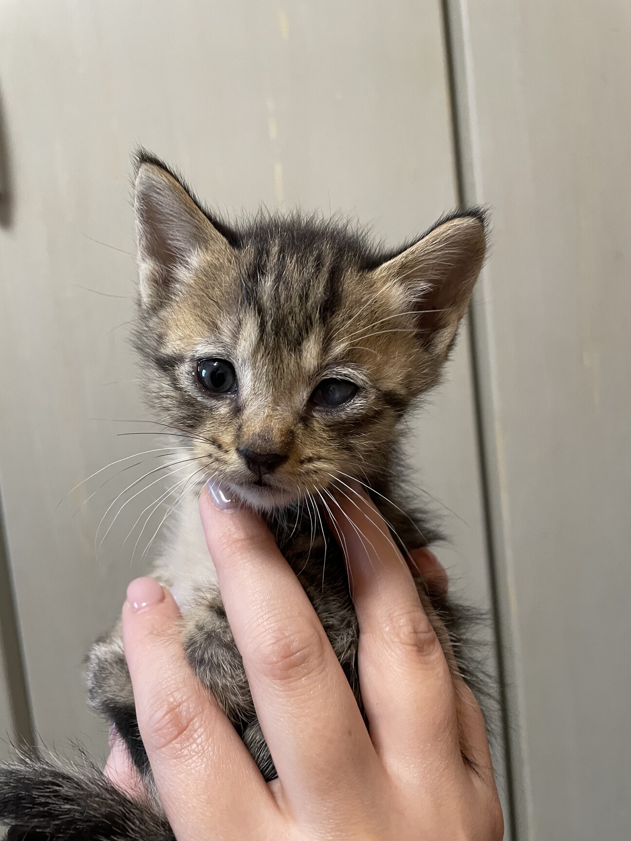 キジトラオスの好奇心旺盛 青森県 猫の里親募集 ペットのおうち 月間利用者150万人