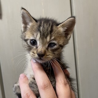 キジトラオスの好奇心旺盛なやんちゃ坊主です