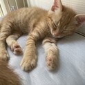 （募集一旦停止）生後1.5か月♡可愛い茶トラくん