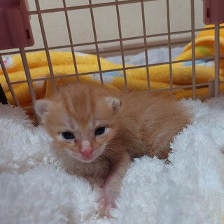 ミルクっ子経験者急募（動画有り）