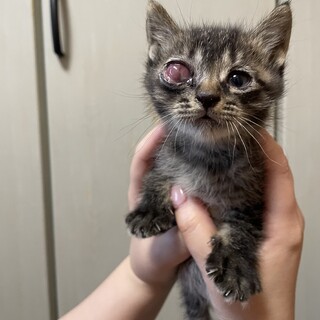 キジトラオスの元気な男の子！