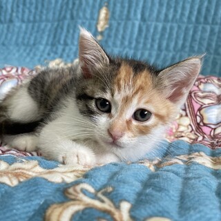 ツンデレおしゃまな三毛のラクスちゃん