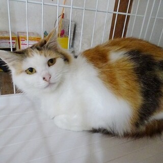 人馴れ抜群☆長毛の三毛猫