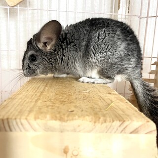 沢山のご応募があったため、募集休止