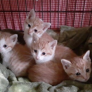 民家の天井裏にいた4兄妹☆生後１か月