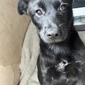 可愛い姉妹カレンの家族を探しています