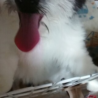 ポメラニアンMIXの男の子4ヶ月