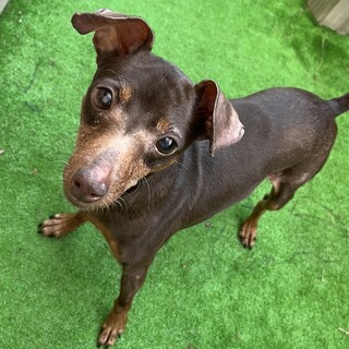 とっても穏やかで優しいカプちゃん