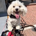 ミックス犬（プードル・マルチーズ）