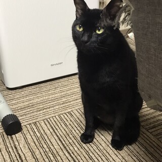 ゴロすりの甘えん坊な男の子❣️かげとらくんです✨