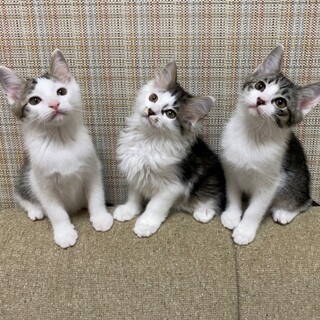 【一時停止中】ふわふわ子猫兄妹