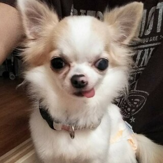 人が大好きなお膝犬チワワ♀ピークちゃん