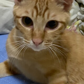 可愛い茶トラの男の子